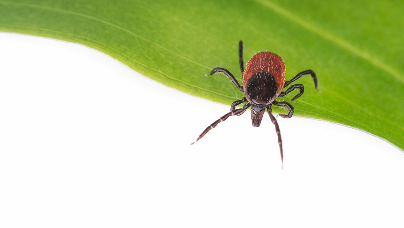 Vorsicht Zeckenstich So Erkennen Sie Borreliose Kornhaus Apotheke